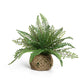 Blanca Rosana Artificial Boston Fern Plants Bushes Faux Plants Shrubs Greenery for House, Office, Garden, Inddor and Outdoor Decor